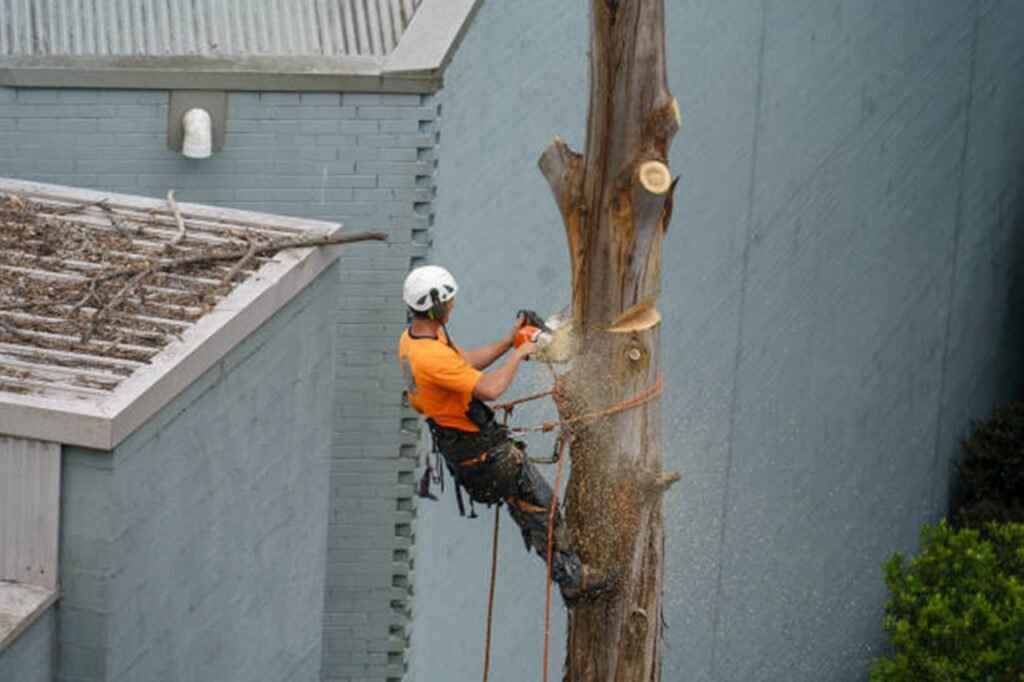 Professional arborist performing tree removal near residential structure using safety equipment