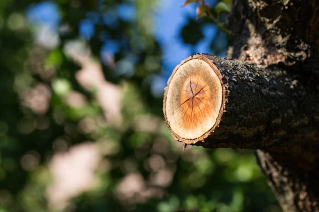 Cleanly cut tree branch after professional pruning showing proper trimming technique