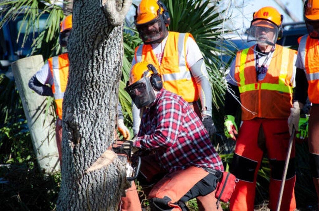 Tree removal crew cutting tree safely with chainsaw and protective gear in Macedonia, OH