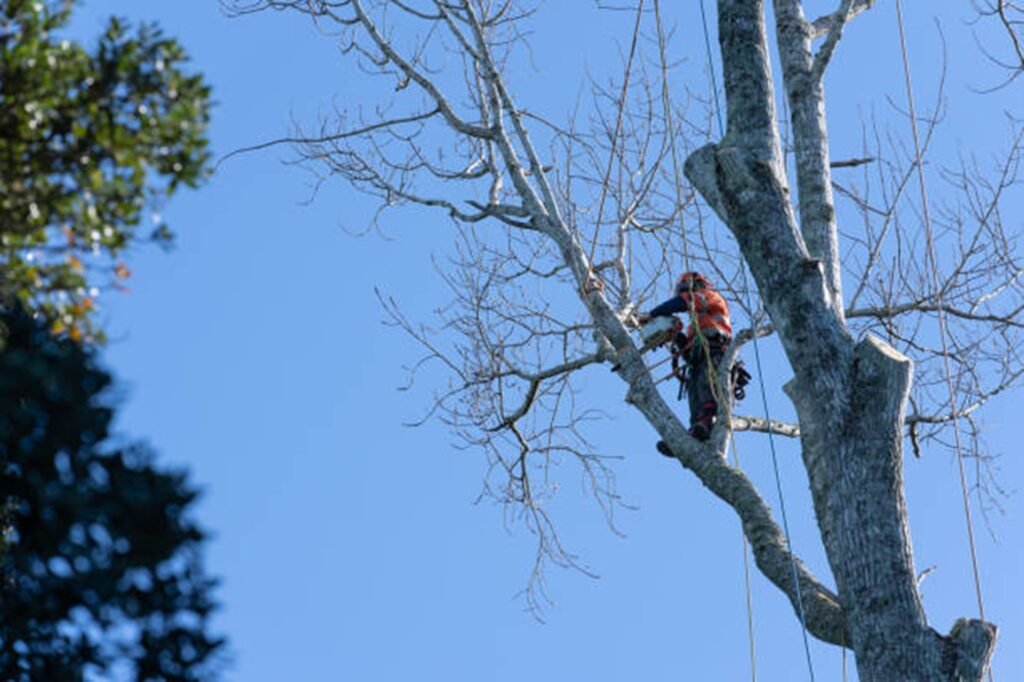 Tree removal crew cutting down a large tree safely near home in Macedonia, OH