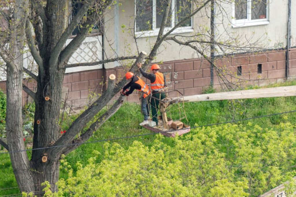 Tree trimming and pruning service improving tree health and structure in Macedonia, OH